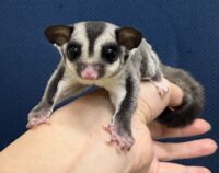 フクロモモンガの画像6