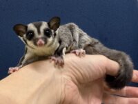 フクロモモンガの画像5