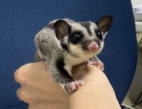 フクロモモンガの画像2