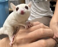 フクロモモンガ　ヤング♀2匹（ルビーレイ＆ノーマル）懐いてます♪※ケージプレゼント付！！の画像9