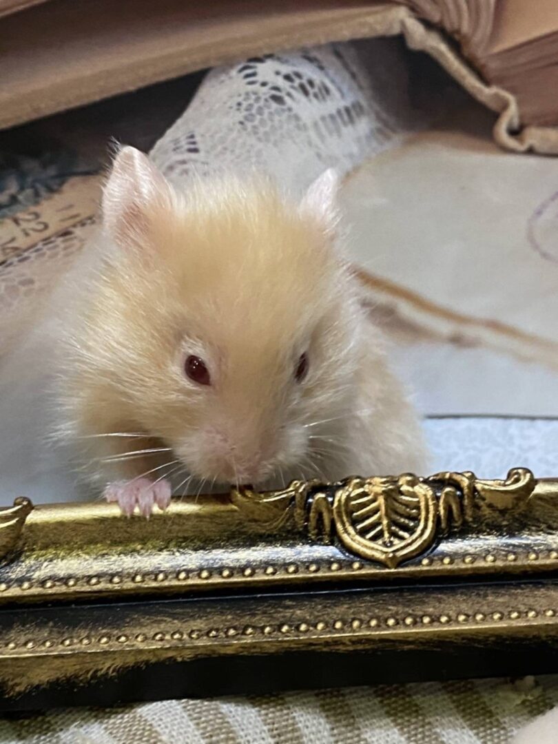 ゴールデンハムスター | ピュアアニマル