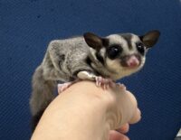 フクロモモンガの画像3