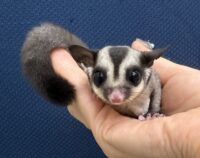 フクロモモンガの画像1