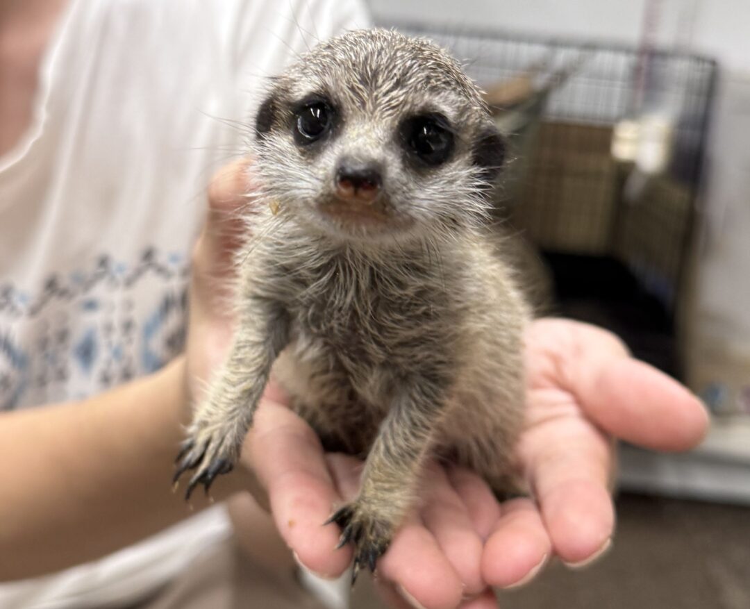 ミーアキャットベビー♀（2026年7月産まれ）超べた馴れ♪のメイン画像