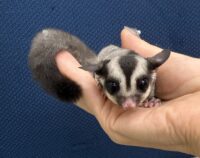 フクロモモンガの画像4