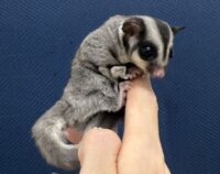 フクロモモンガの画像8