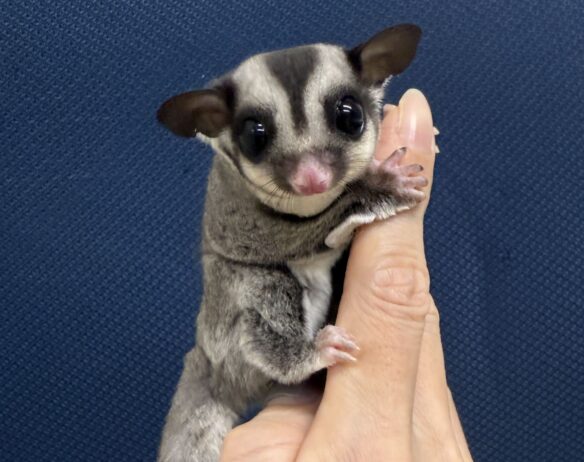 フクロモモンガのメイン画像