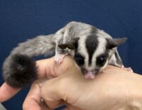 フクロモモンガの画像9