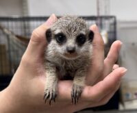 ミーアキャットベビー♀（2026年7月産まれ）超べた馴れ♪の画像1