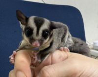 フクロモモンガの画像10