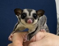 フクロモモンガの画像7