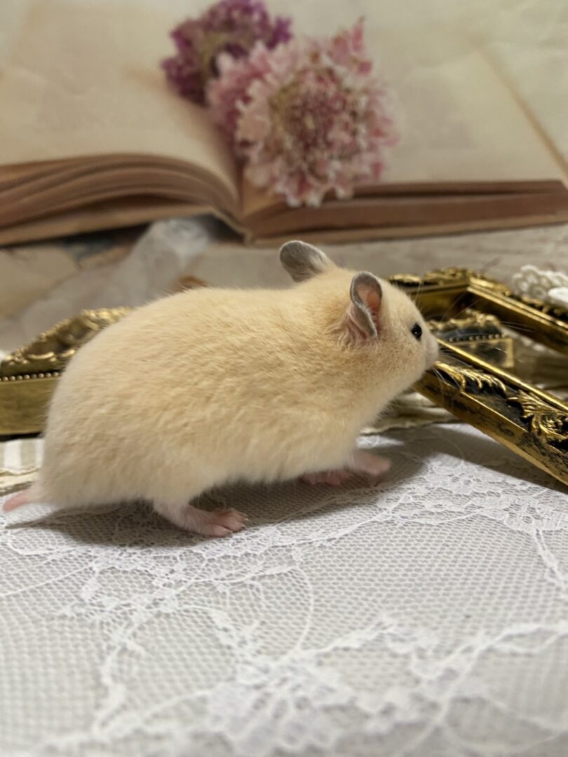 ゴールデンハムスター | ピュアアニマル