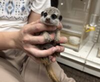 ミーアキャットベビー♀（2026年7月産まれ）超べた馴れ♪の画像3