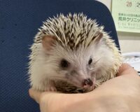 ハリネズミ（国産：スニップ♂ ）懐っこいです♪の画像7