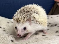 ハリネズミ（国産：スニップ♂ ）懐っこいです♪の画像1