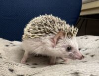 ハリネズミ（国産：スニップ♂ ）懐っこいです♪の画像4