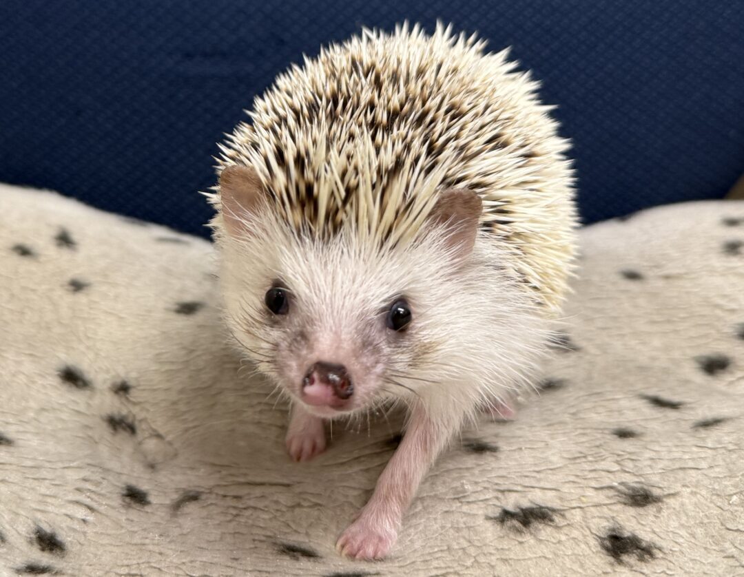 ハリネズミ（国産：スニップ♂ ）懐っこいです♪のメイン画像