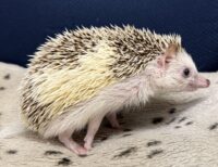 ハリネズミ（国産：スニップ♂ ）懐っこいです♪の画像9