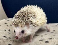 ハリネズミ（国産：スニップ♂ ）懐っこいです♪の画像6