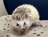 ハリネズミ（国産：スニップ♂ ）懐っこいです♪の画像8