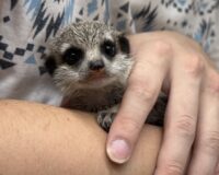 ミーアキャットベビー♀（2026年7月産まれ）超べた馴れ♪の画像2