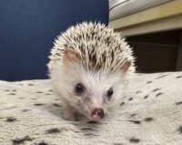 ハリネズミ（国産：スニップ♂ ）懐っこいです♪の画像2