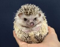 ハリネズミ（国産：スニップ♂ ）懐っこいです♪の画像10