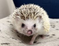 ハリネズミ（国産：スニップ♂ ）懐っこいです♪の画像3