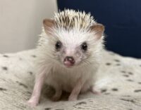 ハリネズミ（国産：スニップ♂ ）懐っこいです♪の画像5