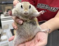 リチャードソンジリスの画像6