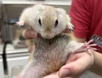 リチャードソンジリスの画像7