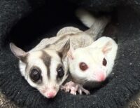 フクロモモンガ　ヤング♀2匹（ルビーレイ＆ノーマル）懐いてます♪※ケージプレゼント付！！の画像5
