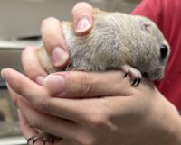 リチャードソンジリスの画像9