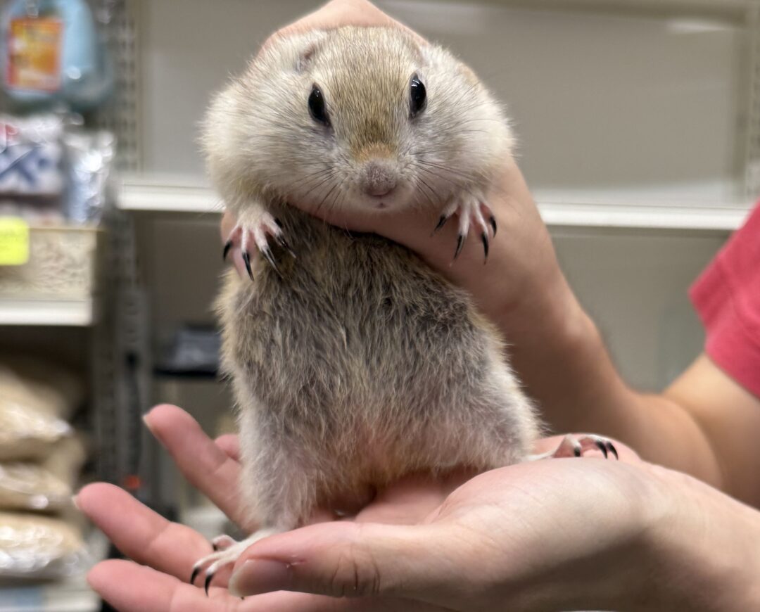 リチャードソンジリスのメイン画像