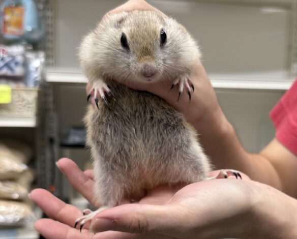 リチャードソンジリスのメイン画像