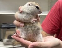 リチャードソンジリスの画像8