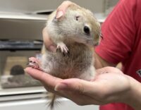 リチャードソンジリスの画像4