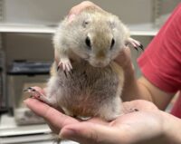 リチャードソンジリスの画像5