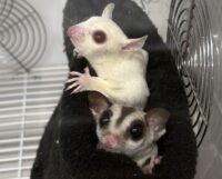 フクロモモンガ　ヤング♀2匹（ルビーレイ＆ノーマル）懐いてます♪※ケージプレゼント付！！の画像7