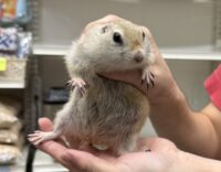 リチャードソンジリスの画像2