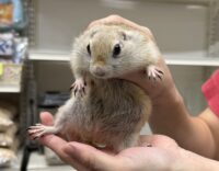 リチャードソンジリスの画像3