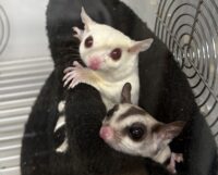 フクロモモンガ　ヤング♀2匹（ルビーレイ＆ノーマル）懐いてます♪※ケージプレゼント付！！の画像1