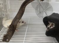 フクロモモンガ　ヤング♀2匹（ルビーレイ＆ノーマル）懐いてます♪※ケージプレゼント付！！の画像8