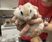 リチャードソンジリスの画像1