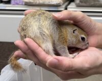 リチャードソンジリスの画像2