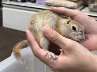 リチャードソンジリスの画像9