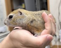 リチャードソンジリスの画像4