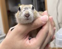 リチャードソンジリスの画像5