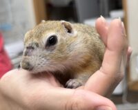 リチャードソンジリスの画像6