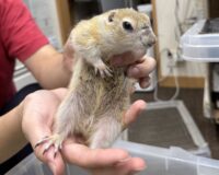 リチャードソンジリスの画像7